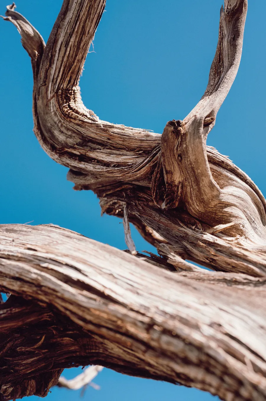 A bare tree trunk against a clear blue sky — still, unhurried.
