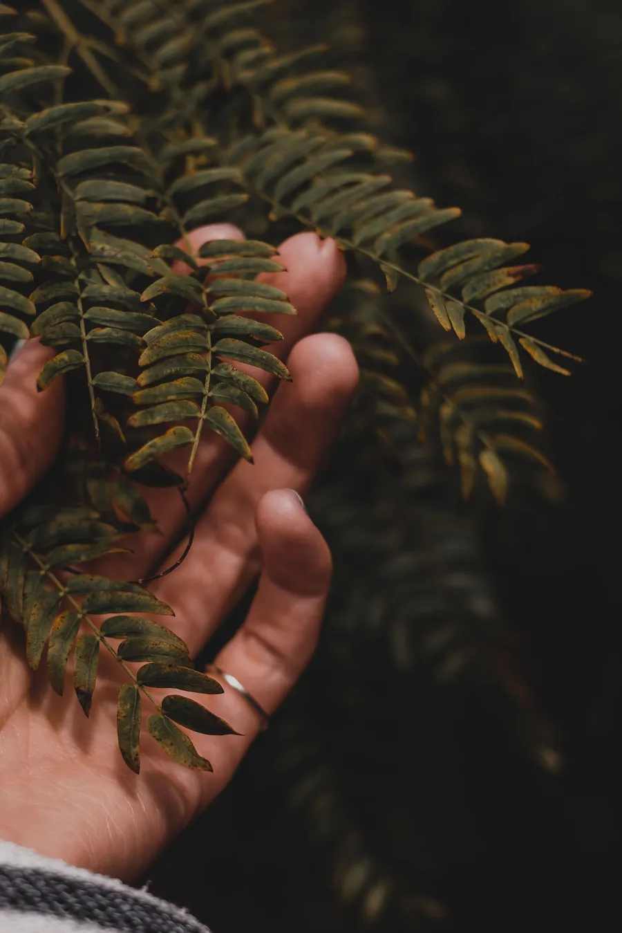 A hand resting gently among fern leaves.